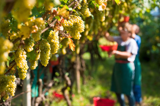 Dichiarazione di Vendemmia: il Piemonte chiede una proroga al 15 dicembre