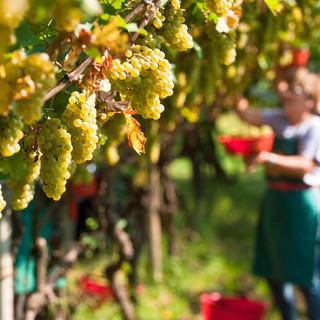 Dichiarazione di Vendemmia: il Piemonte chiede una proroga al 15 dicembre