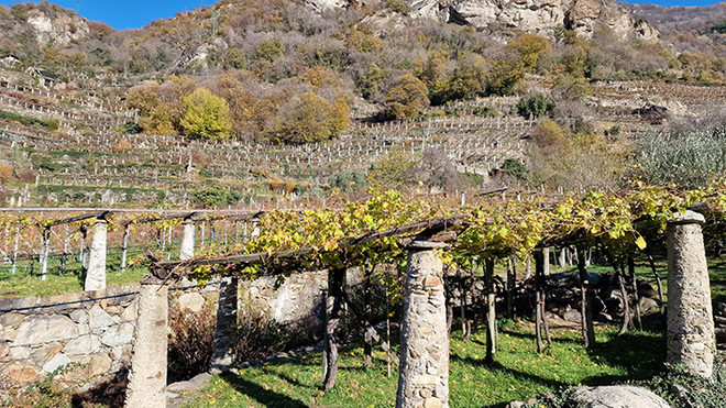 Vigneti eroici canavesani, Coldiretti: &quot;Riconosciuto il valore paesaggistico. Ora misure per sostenere la viticoltura alpina&quot;