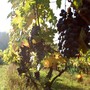 Inclusività e sostenibilità al centro di &quot;La Vendemmia a Torino-Grapes in Town&quot;