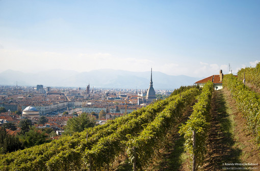 Vino e Covid: a Torino la vendemmia si fa sul web, rimandando le degustazioni a tempi migliori