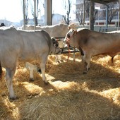 A Carmagnola, le eccellenze agricole e culinarie nella Fiera del Bovino di razza piemontese e della Giora e nella mostra mercato del Porro Lungo