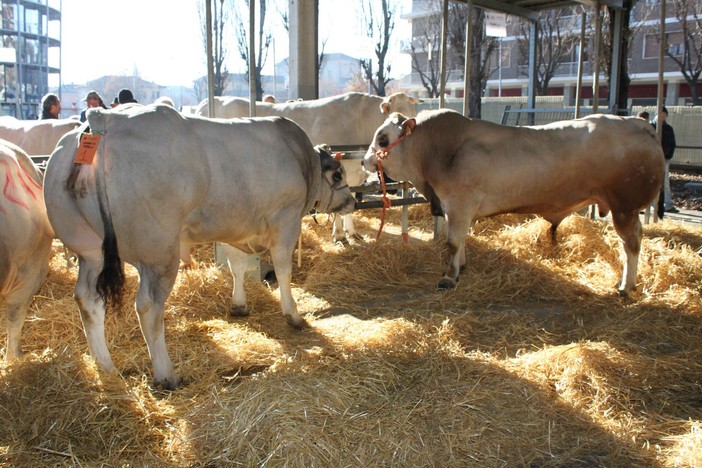 A Carmagnola, le eccellenze agricole e culinarie nella Fiera del Bovino di razza piemontese e della Giora e nella mostra mercato del Porro Lungo