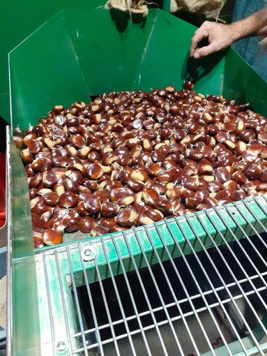 La stagione delle castagne è ‘troppo silenziosa’ in Val Pellice