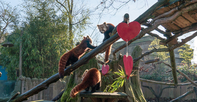 Tashi, il cucciolo di Panda rosso è uscito dalla sua tana