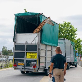 Due giraffe si traferiscono al Bioparco di Zoom: il trasporto eccezionale dalla Svizzera