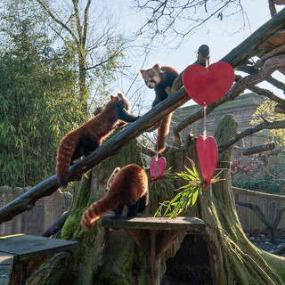 Tashi, il cucciolo di Panda rosso è uscito dalla sua tana