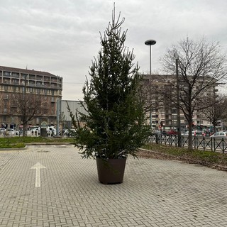 Addio &quot;BassOtto&quot;: sostituito l'albero di Natale in piazza Carducci