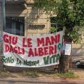 Alberi di corso Belgio, arriva la sentenza del giudice: &quot;Vittoria a metà tra le due parti&quot;