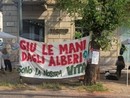 protesta per alberi corso belgio