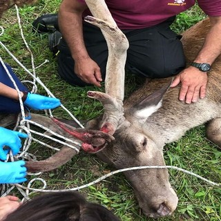 animale ferito e soccorso da mani umane