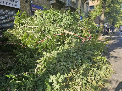 La Sala Rossa chiede di finanziare la sostituzione degli alberi abbattuti