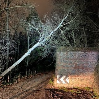 albero piegato moncalieri