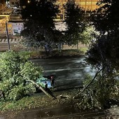 I temporali estremi mettono in pericolo gli alberi di Torino: le idee del Comune per prevenire e intervenire