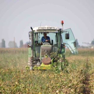 Quaderno di campagna dell'Agricoltore, Confagricoltura Piemonte scrive a Bongioanni: &quot;Ulteriori complicazioni&quot;