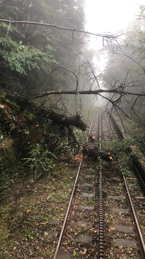 Un albero cade sui binari: sospesa la Tranvia Sassi-Superga