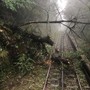 Un albero cade sui binari: sospesa la Tranvia Sassi-Superga