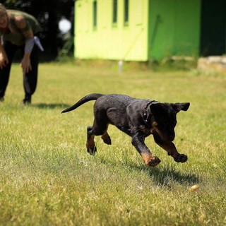 Circoscrizioni: &quot;Aree cani di nostra competenza: no a iniziative per creare consenso politico&quot;