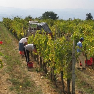 lavoratore agricolo