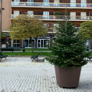 albero di natale piazza carducci