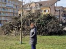 Odissea alberi a Nichelino, più di 600 le piante malate e da abbattere