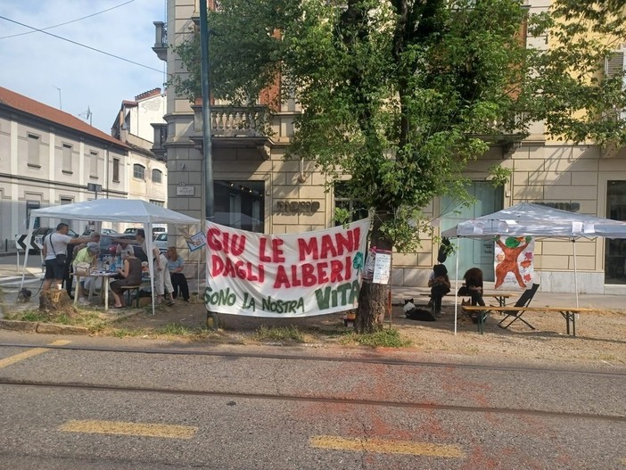 Alberi di corso Belgio: non solo anidride carbonica, verranno valutate anche l'ombra e la differenza di temperatura