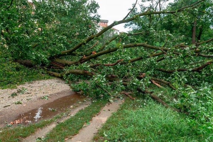 Maltempo e alberi caduti, a Nichelino il parco del Boschetto chiude per due giorni