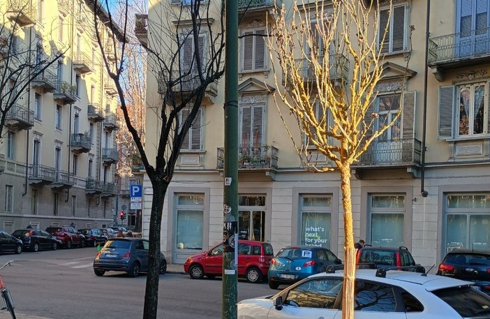 Vanchiglia, arrivano nuovi alberi: in Largo Montebello piantati 8 ibischi