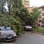 Torino fa i conti col maltempo: pioggia, grandine e alberi caduti (foto di Carlo Granisso)