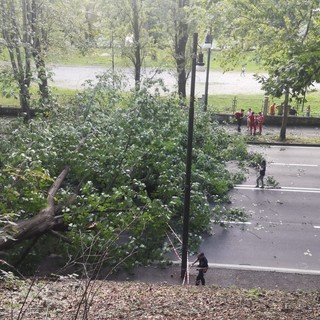 A Torino a luglio previsti 260 abbattimenti di alberi uccisi dalla siccità