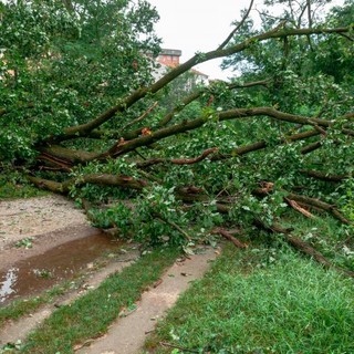 Maltempo e alberi caduti, a Nichelino il parco del Boschetto chiude per due giorni