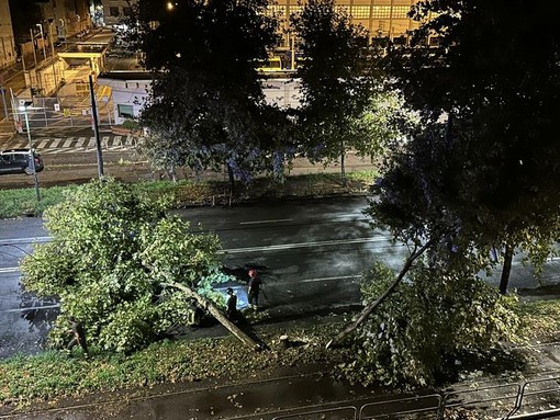 I temporali estremi mettono in pericolo gli alberi di Torino: le idee del Comune per prevenire e intervenire