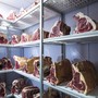 Processi di frollatura: come ottenere una carne più tenera e saporita