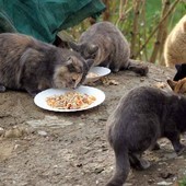 Torino cerca gattare per le oltre 400 colonie feline della Città: ecco come candidarsi