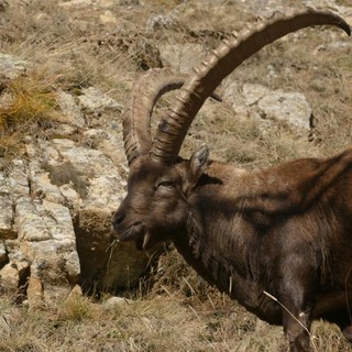 stambecco gran paradiso