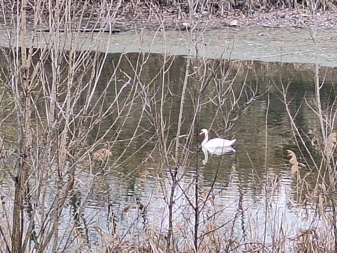 Un cigno reale a Falchera: un ospite a sorpresa che incanta Torino Nord