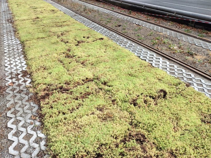 Erba al posto dell'asfalto: in corso Giulio Cesare la corsia del tram diventa verde 