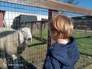 Bimbo biondo che guarda animali in un recinto