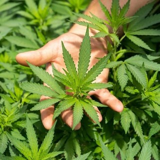 Nuovo Codice della Strada: pazienti in cura con CBD e cannabis terapeutica si ribellano alla riforma voluta dal governo Meloni