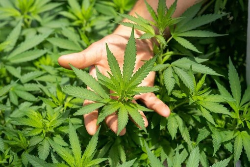 Nuovo Codice della Strada: pazienti in cura con CBD e cannabis terapeutica si ribellano alla riforma voluta dal governo Meloni