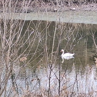 Un cigno reale a Falchera: un ospite a sorpresa che incanta Torino Nord