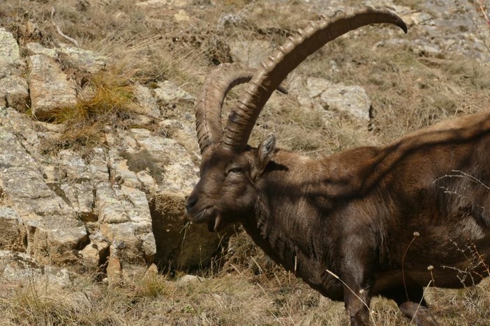 stambecco gran paradiso