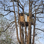 Quella casetta sull’albero in corso Vittorio e il sospetto che qualcuno ci viva abusivamente