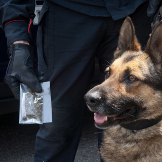 Il fiuto dei cani fa scoprire la droga nascosta nella spazzatura e nelle aiuole di Aurora e Porta Palazzo