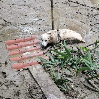 Cane bloccato nel fango