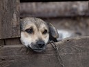 cane alla catena