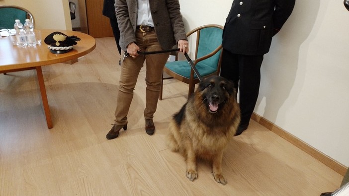 cane pastore tedesco con due persone