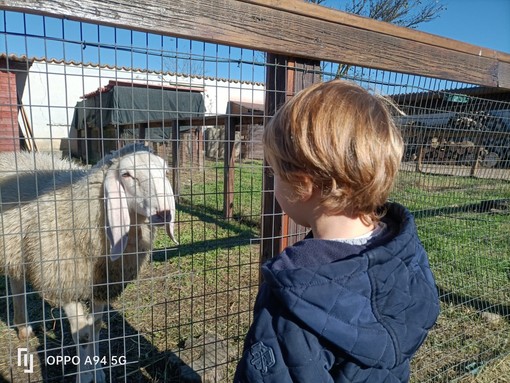 Bimbo biondo che guarda animali in un recinto