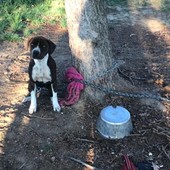 Cumiana, cani rinchiusi in una villa senza cibo né acqua salvati dai Carabinieri e Stradale