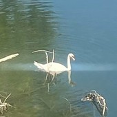 cigno ponte sassi